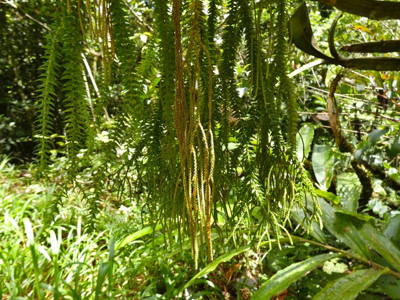 Tassel Fern photo 7