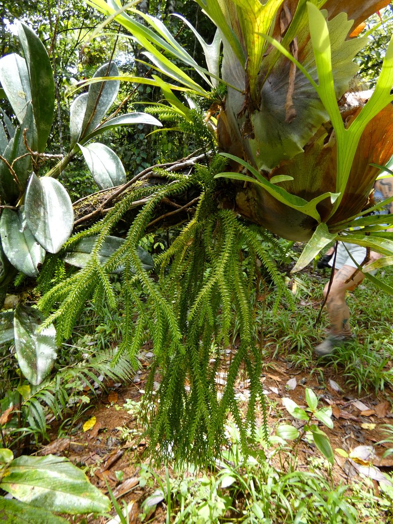 Tassel Fern photo 8