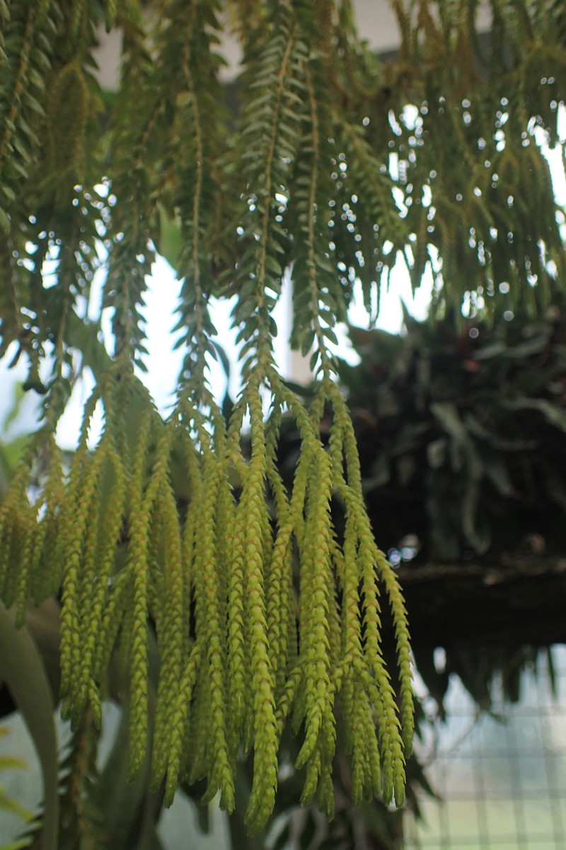 Huperzia phlegmarioides