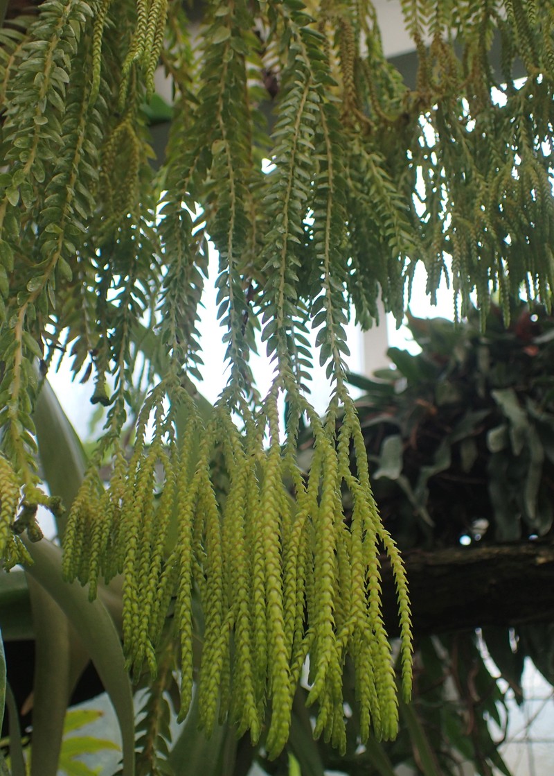 Huperzia phlegmarioides photo 2
