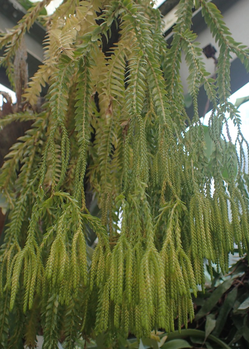 Huperzia phlegmarioides photo 3