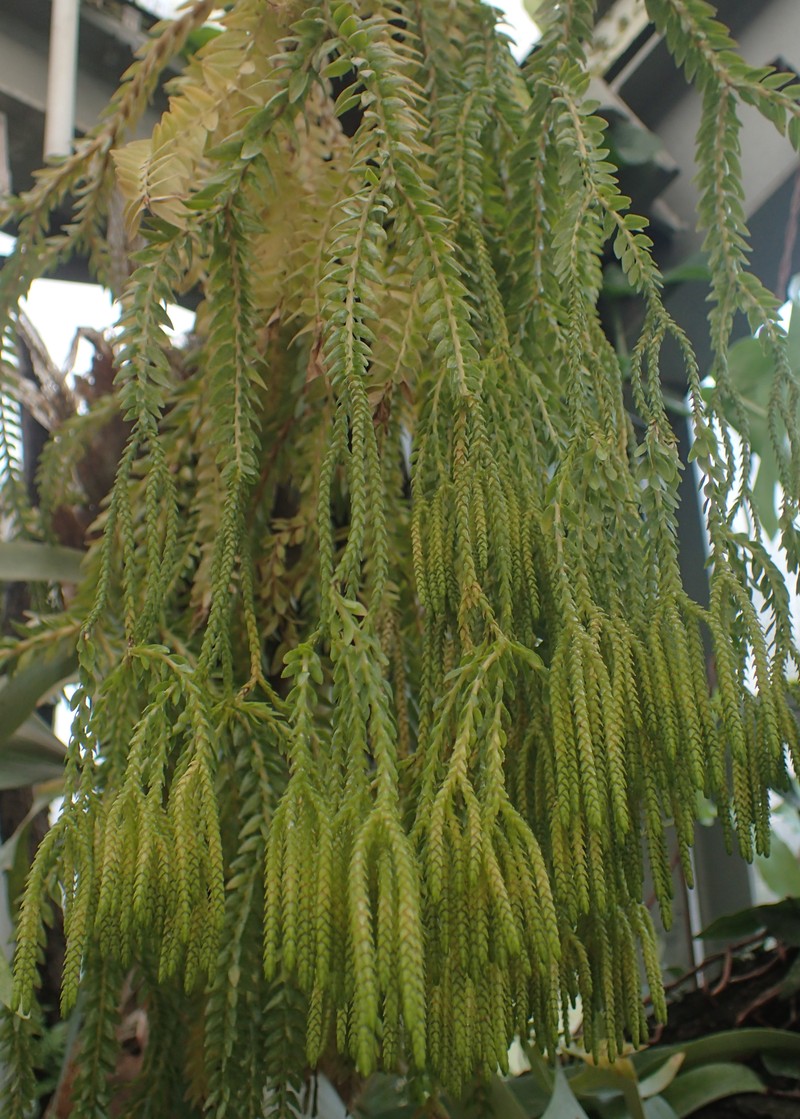 Huperzia phlegmarioides photo 4