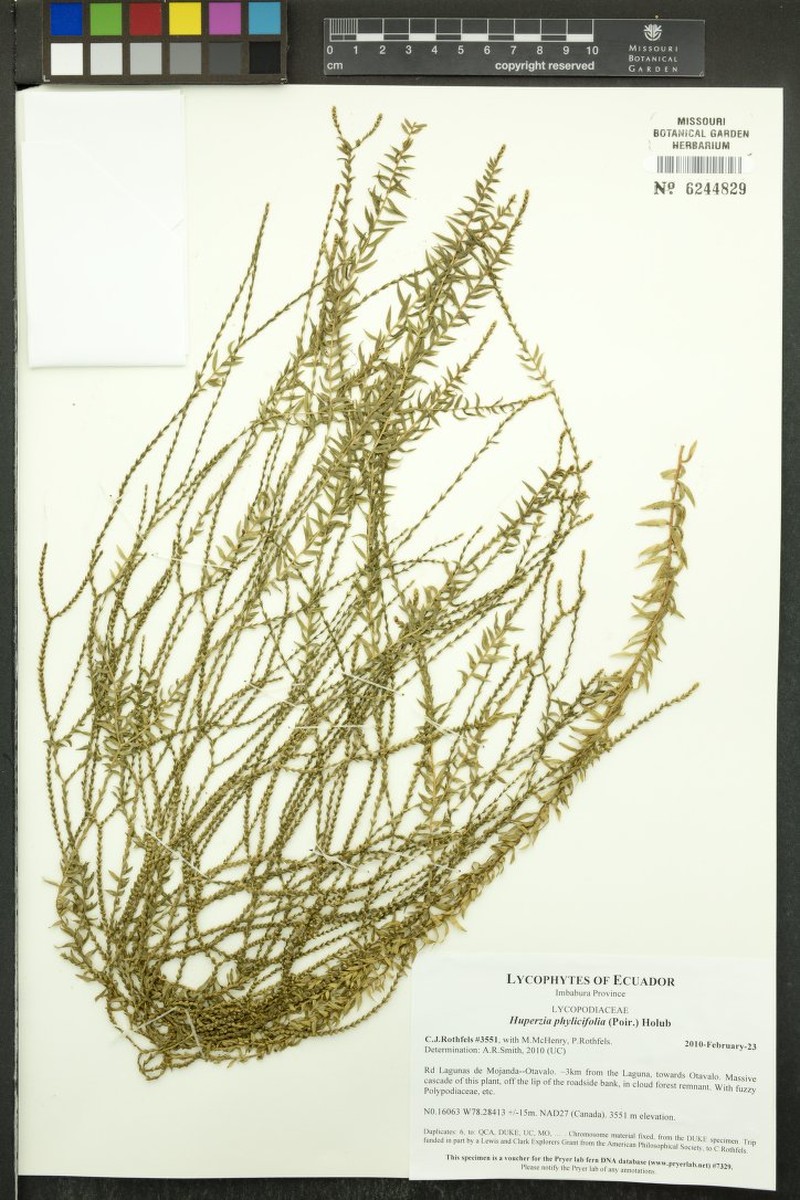 Huperzia phylicifolia