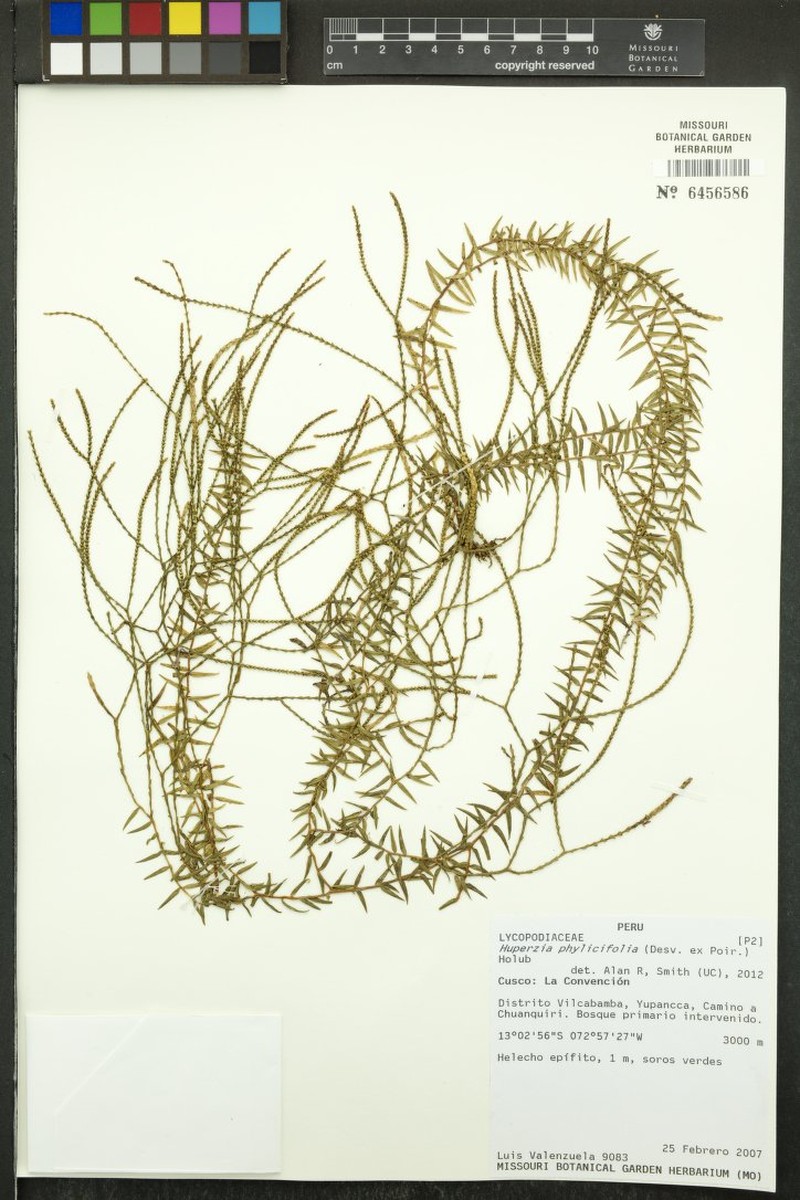 Huperzia phylicifolia photo 2
