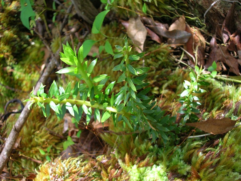 Daggerleaf Clubmoss photo 2