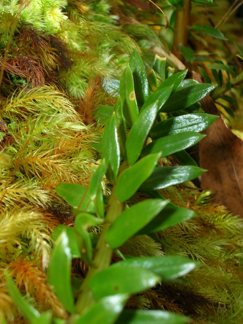 Daggerleaf Clubmoss photo 3