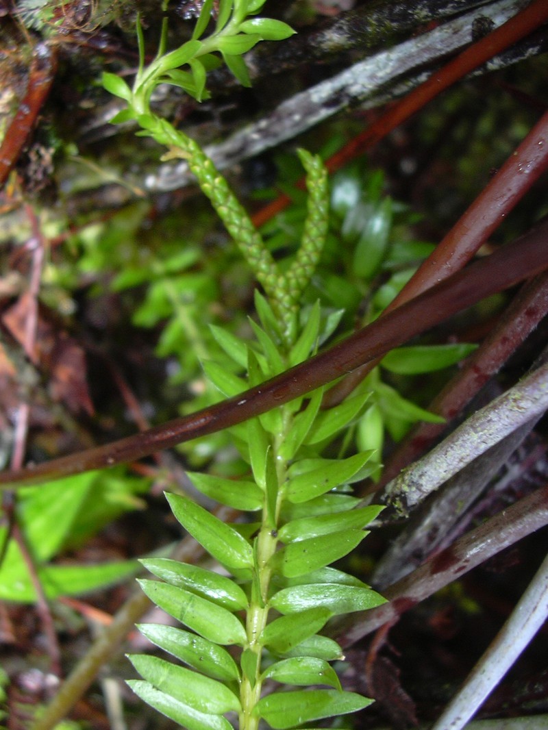 Daggerleaf Clubmoss photo 4