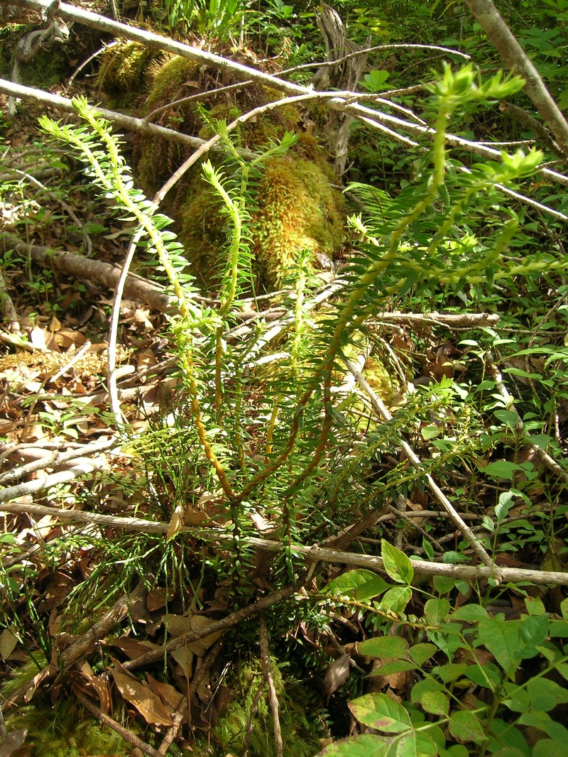 Daggerleaf Clubmoss photo 5