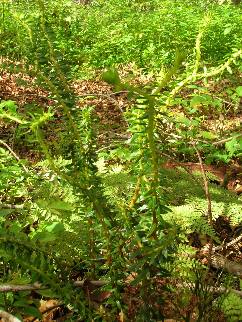 Daggerleaf Clubmoss