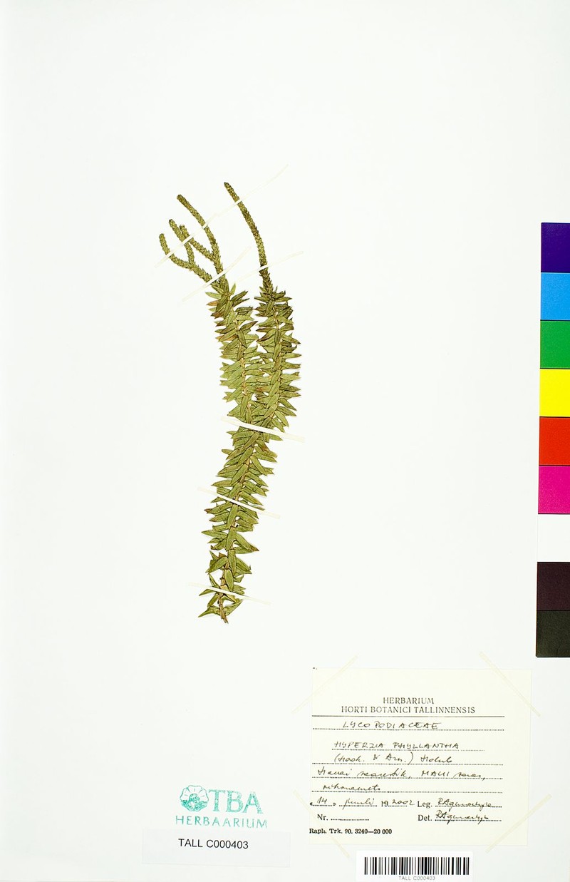 Daggerleaf Clubmoss