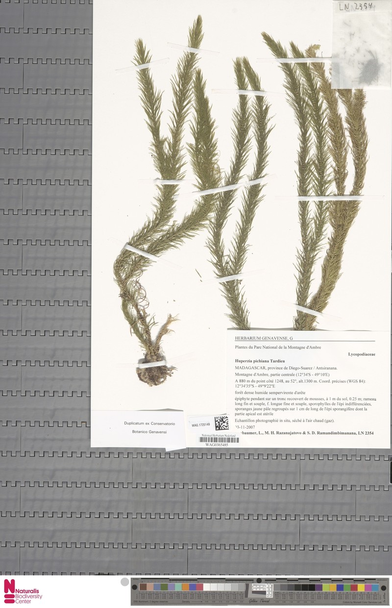 Huperzia pichiana