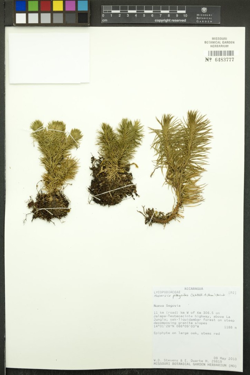 Huperzia pithyoides
