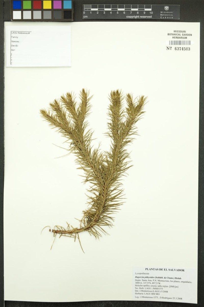 Huperzia pithyoides photo 2