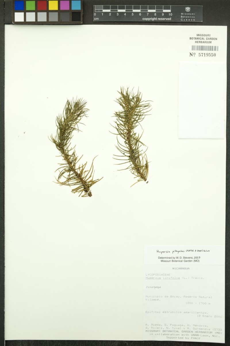 Huperzia pithyoides photo 3