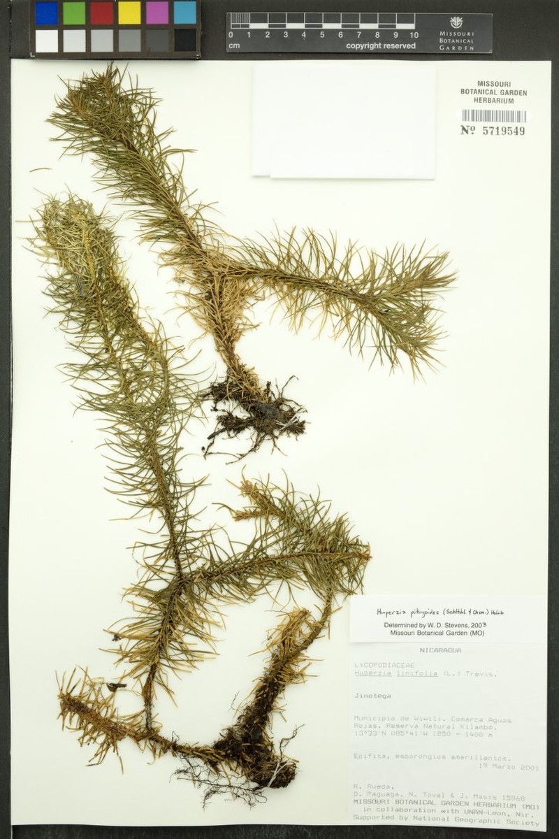 Huperzia pithyoides photo 4
