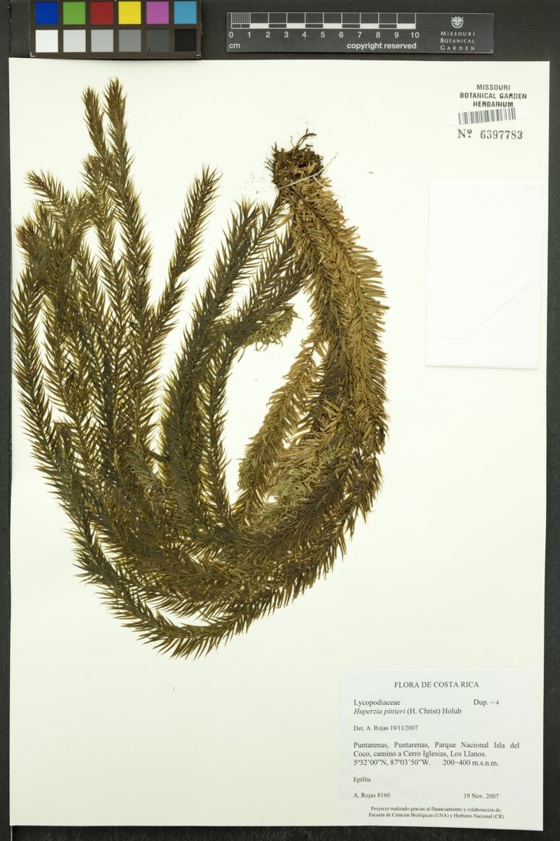 Huperzia pittieri