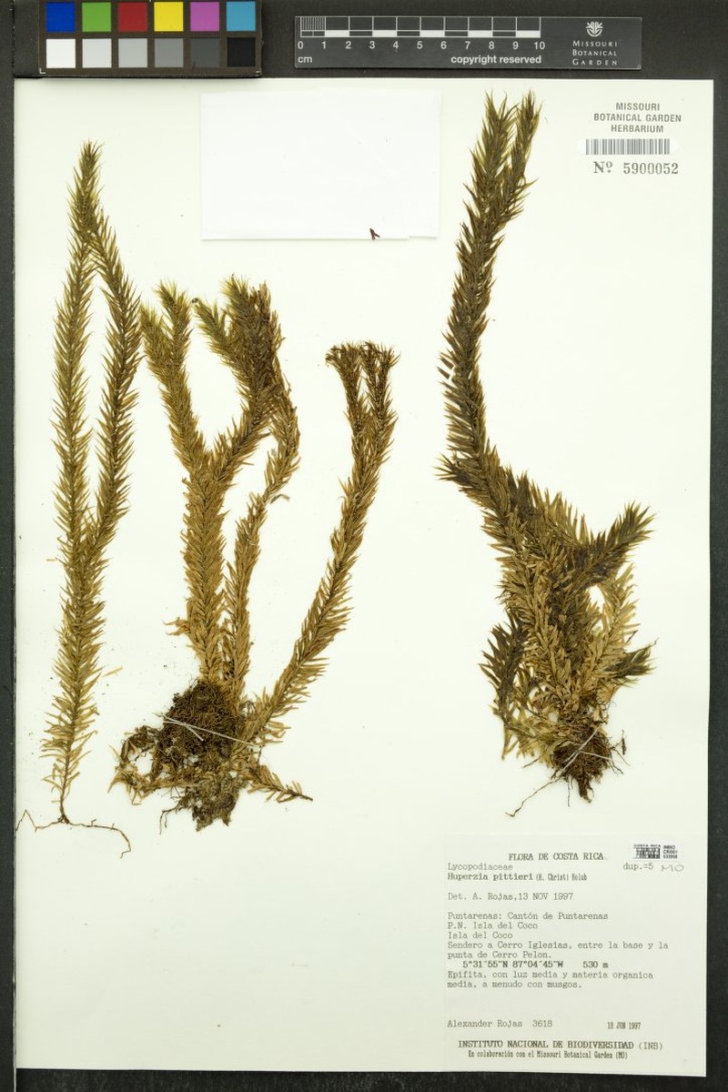 Huperzia pittieri photo 2