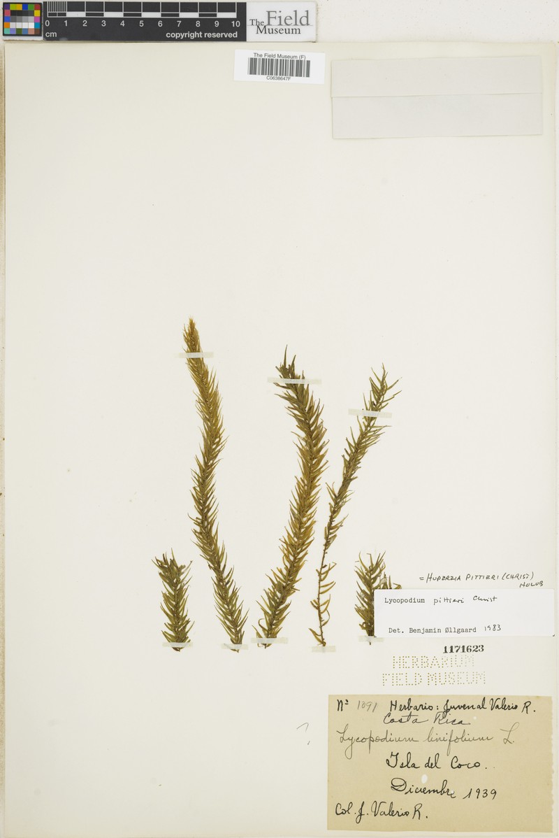 Huperzia pittieri photo 4