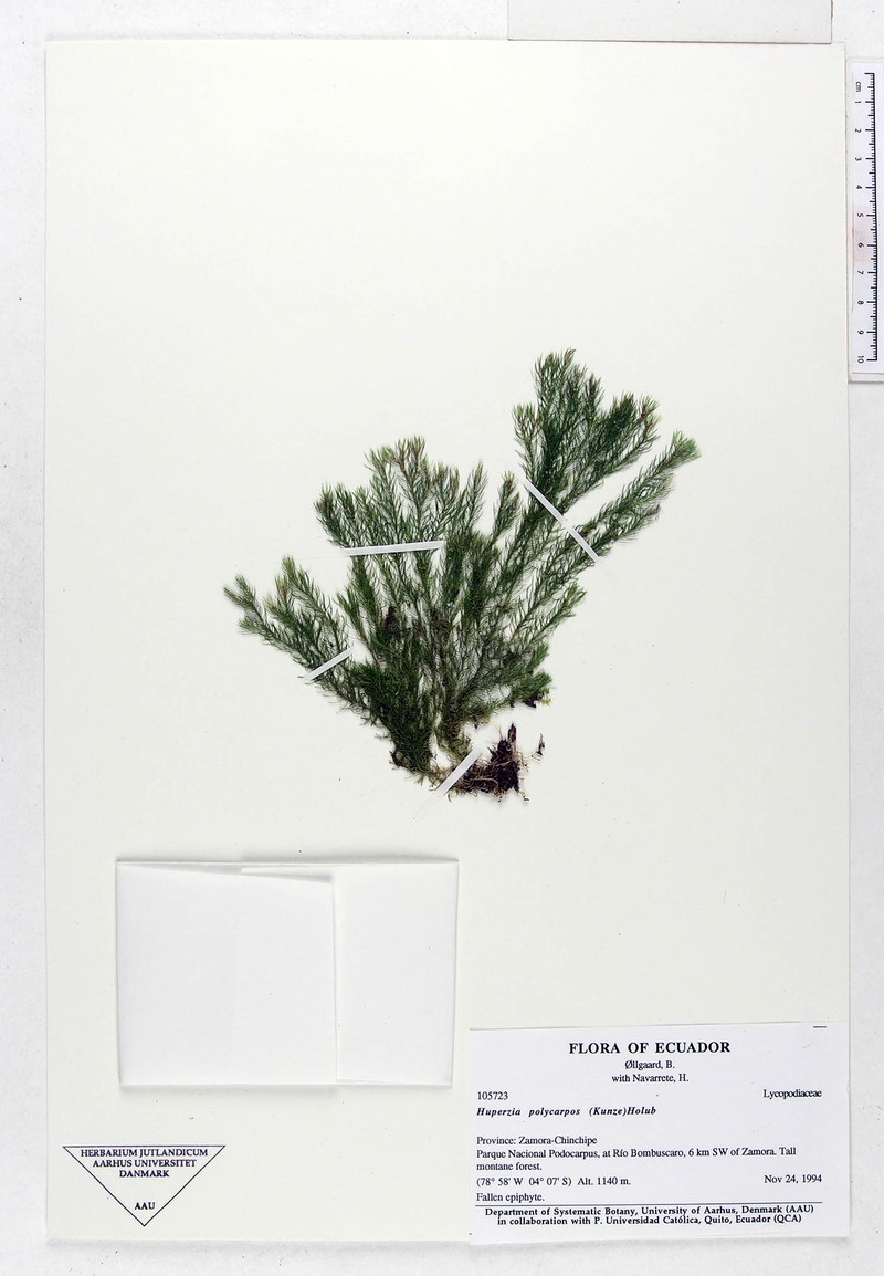 Huperzia polycarpos photo 2