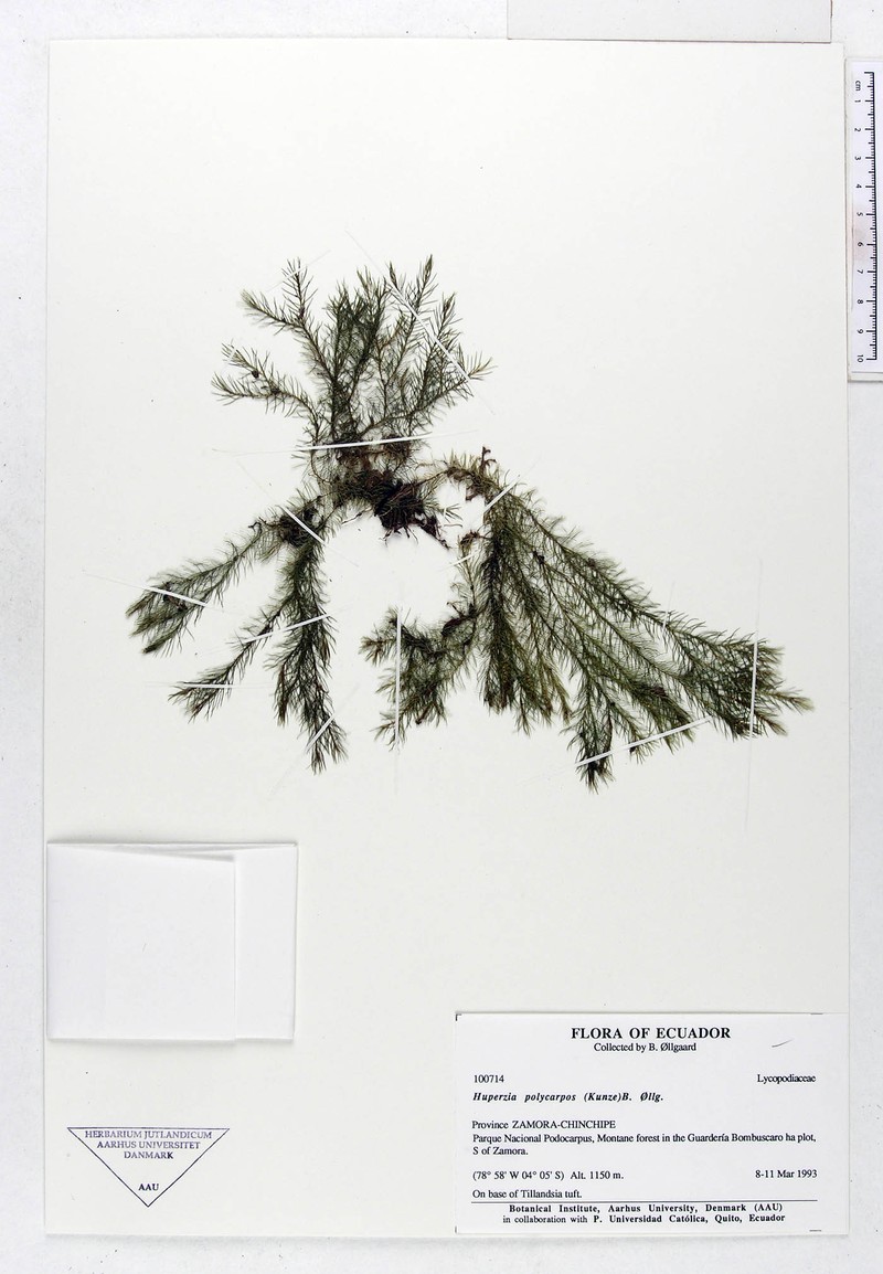 Huperzia polycarpos photo 3