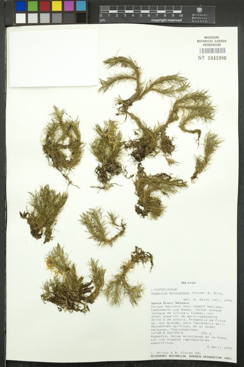 Huperzia polycarpos photo 4