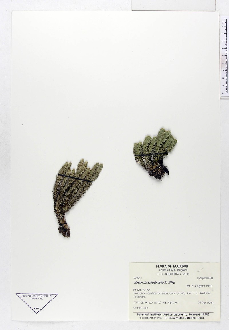 Huperzia polydactyla