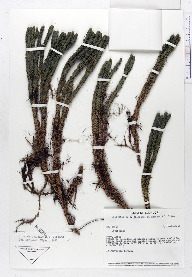 Huperzia polydactyla photo 3