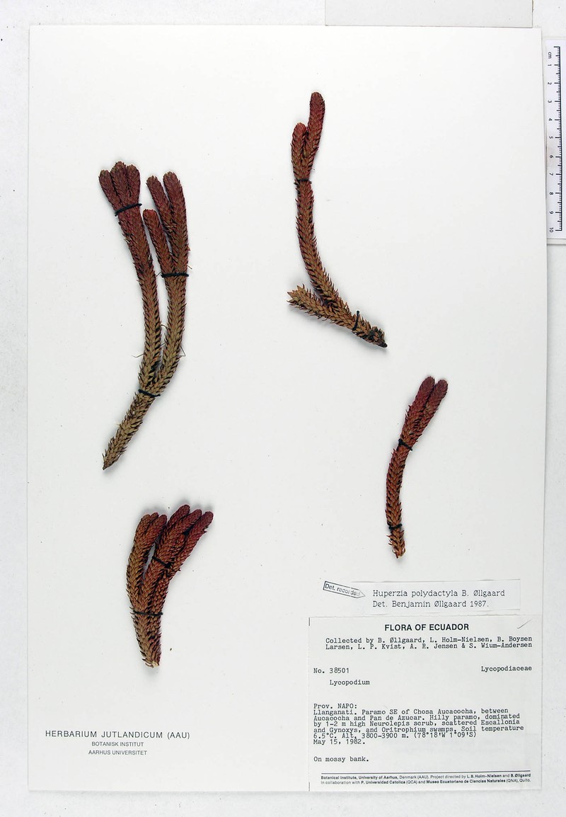 Huperzia polydactyla photo 4