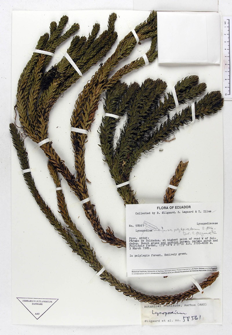 Huperzia polylepidetorum
