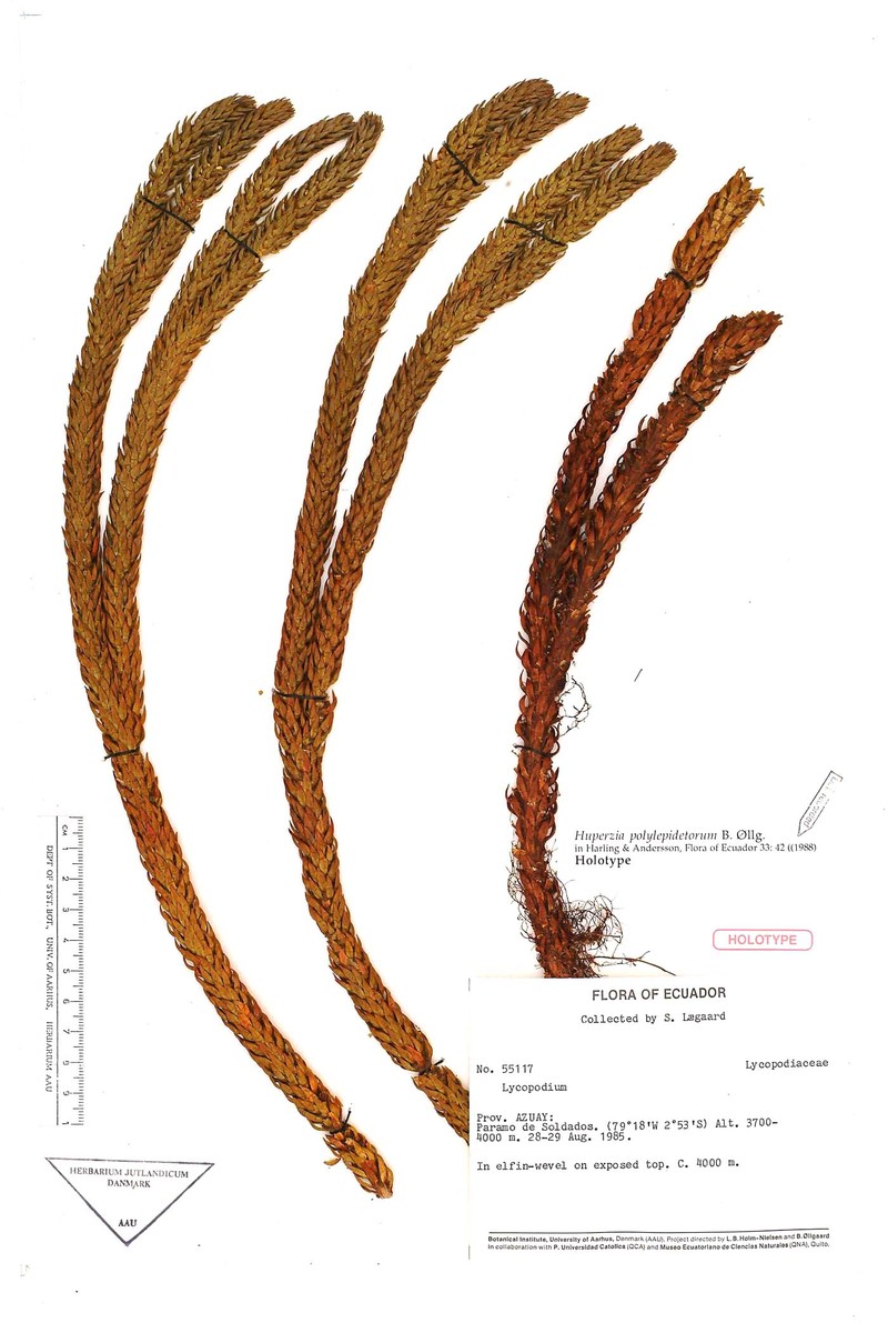 Huperzia polylepidetorum photo 2