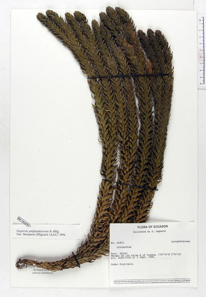 Huperzia polylepidetorum photo 3