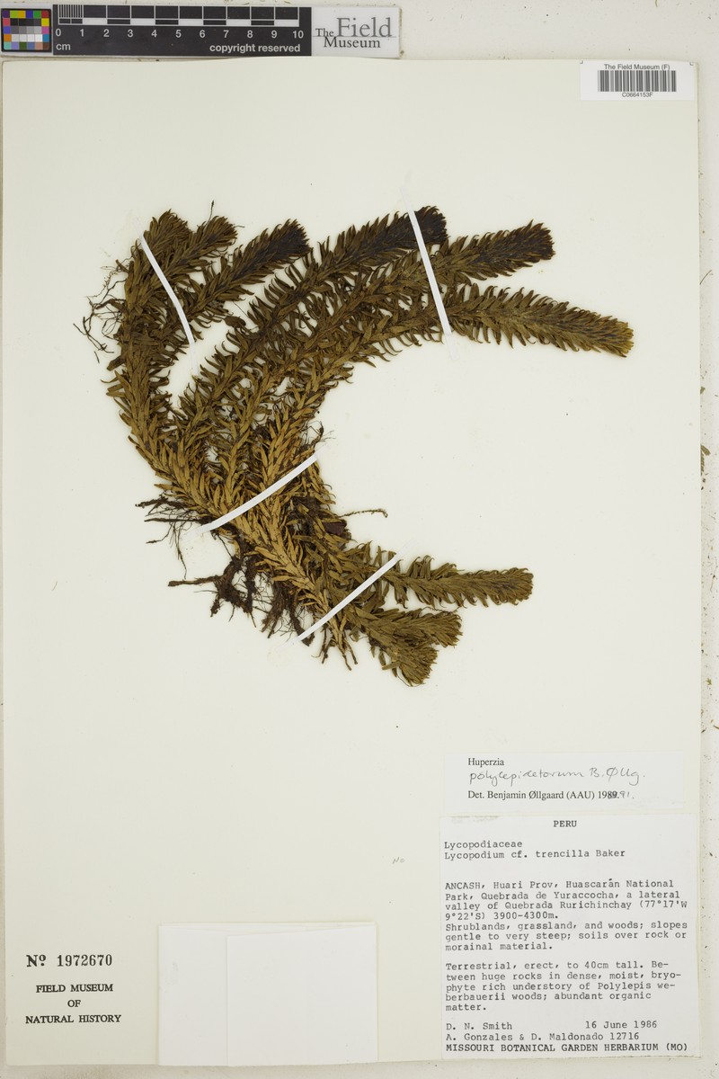 Huperzia polylepidetorum photo 4