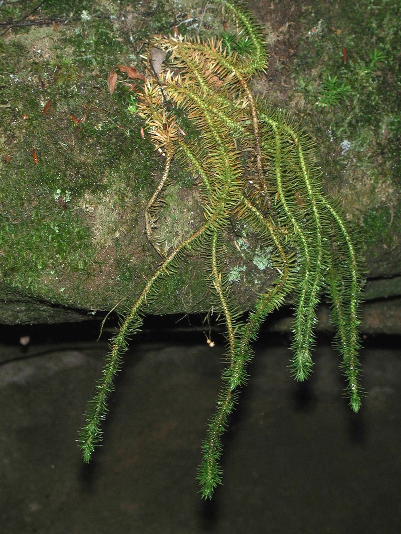 Rock Clubmoss photo 2