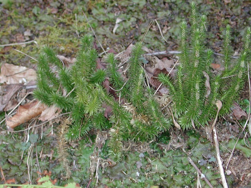 Rock Clubmoss photo 3
