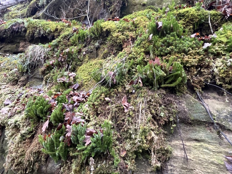 Rock Clubmoss