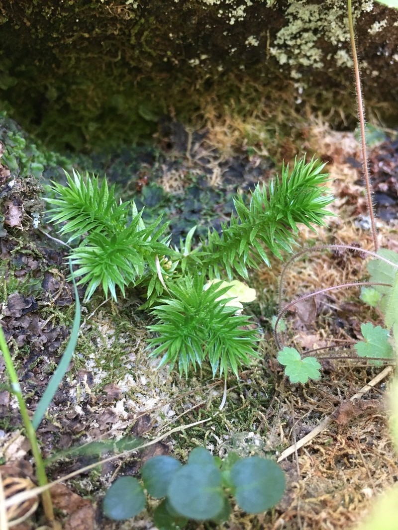 Rock Clubmoss photo 2