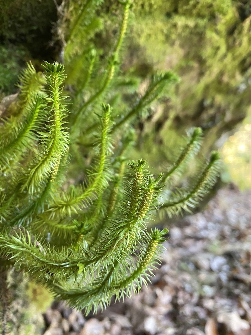 Rock Clubmoss photo 3