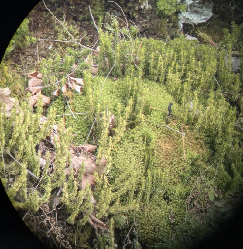 Rock Clubmoss photo 4