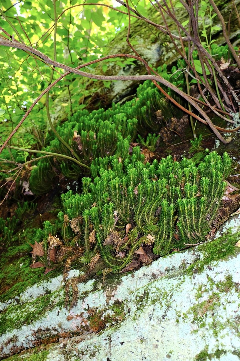 Rock Clubmoss photo 5