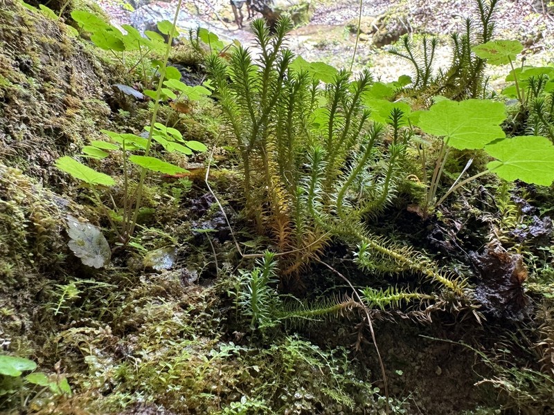 Rock Clubmoss photo 7