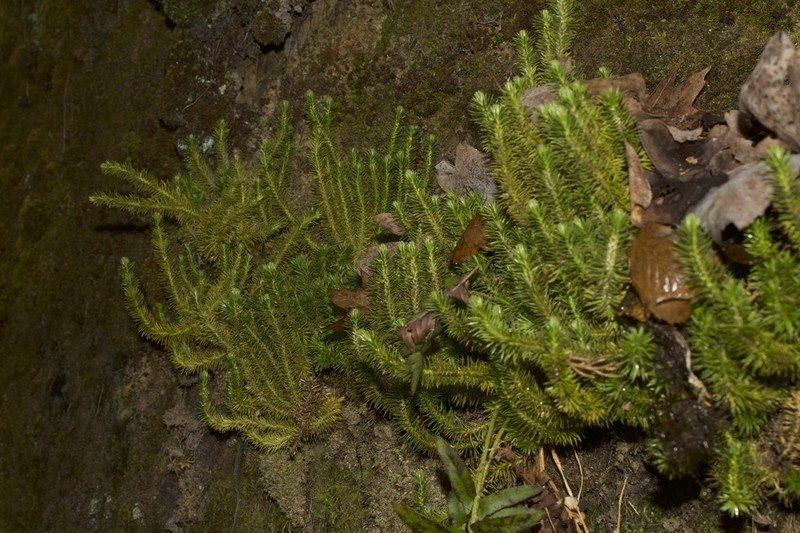 Rock Clubmoss photo 8