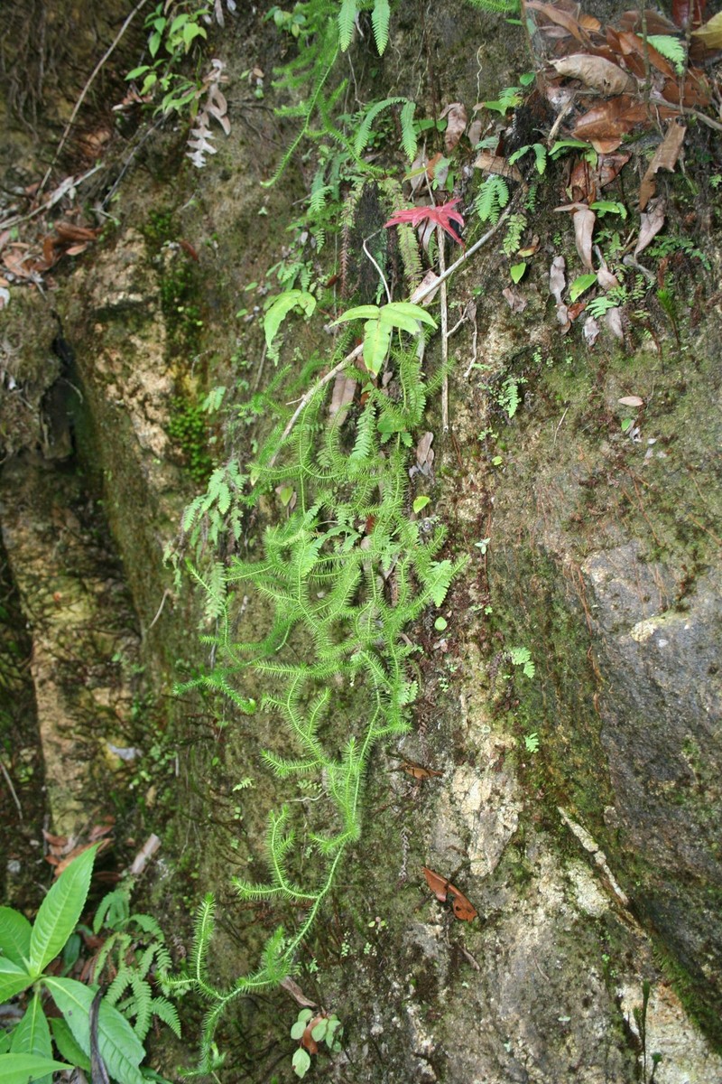 Huperzia pringlei