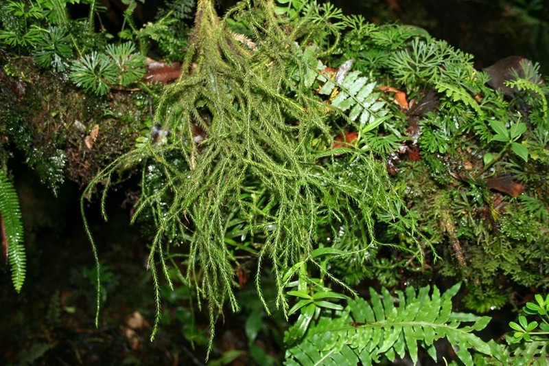 Huperzia pringlei photo 2