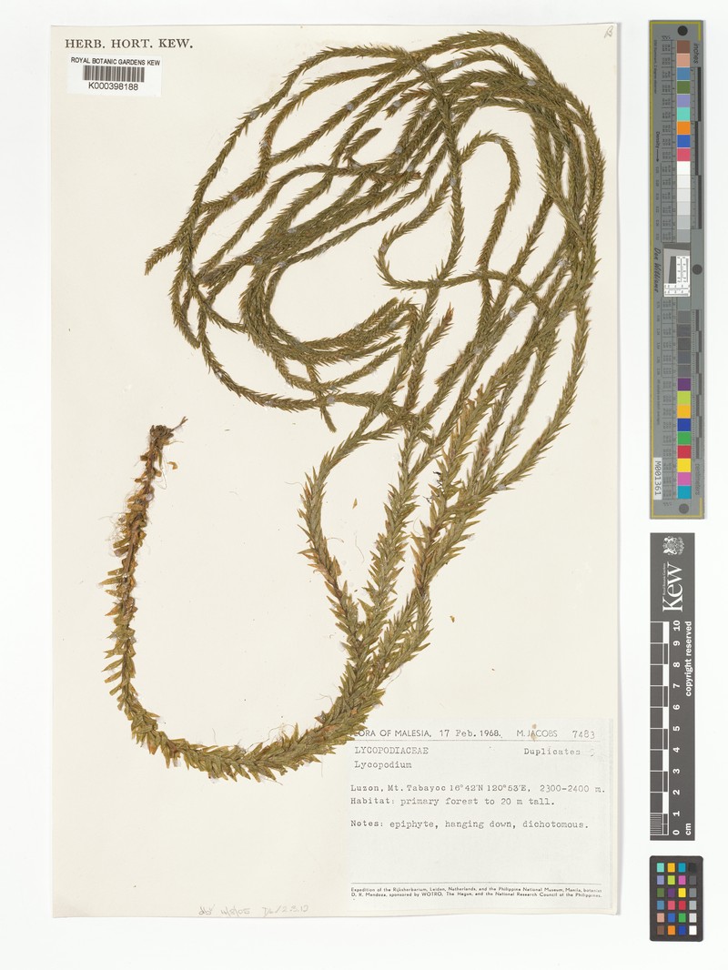Huperzia prolifera