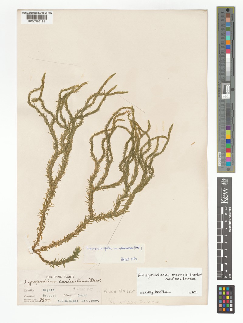 Huperzia prolifera photo 2