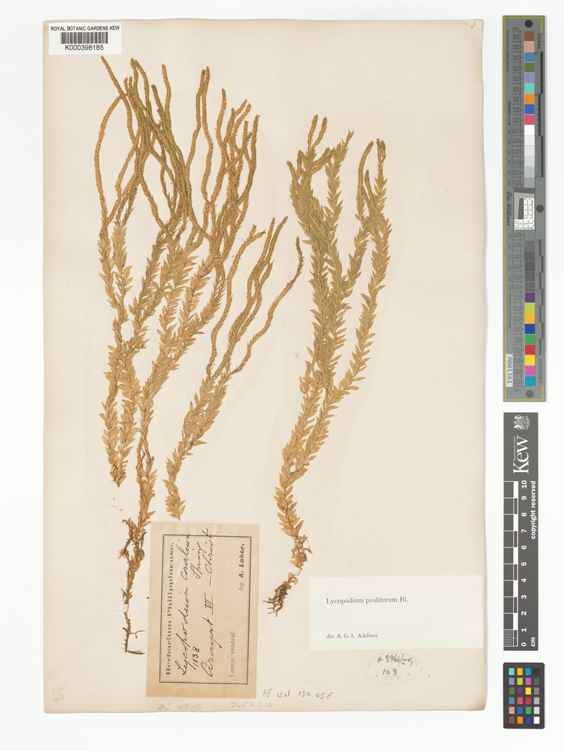 Huperzia prolifera photo 3