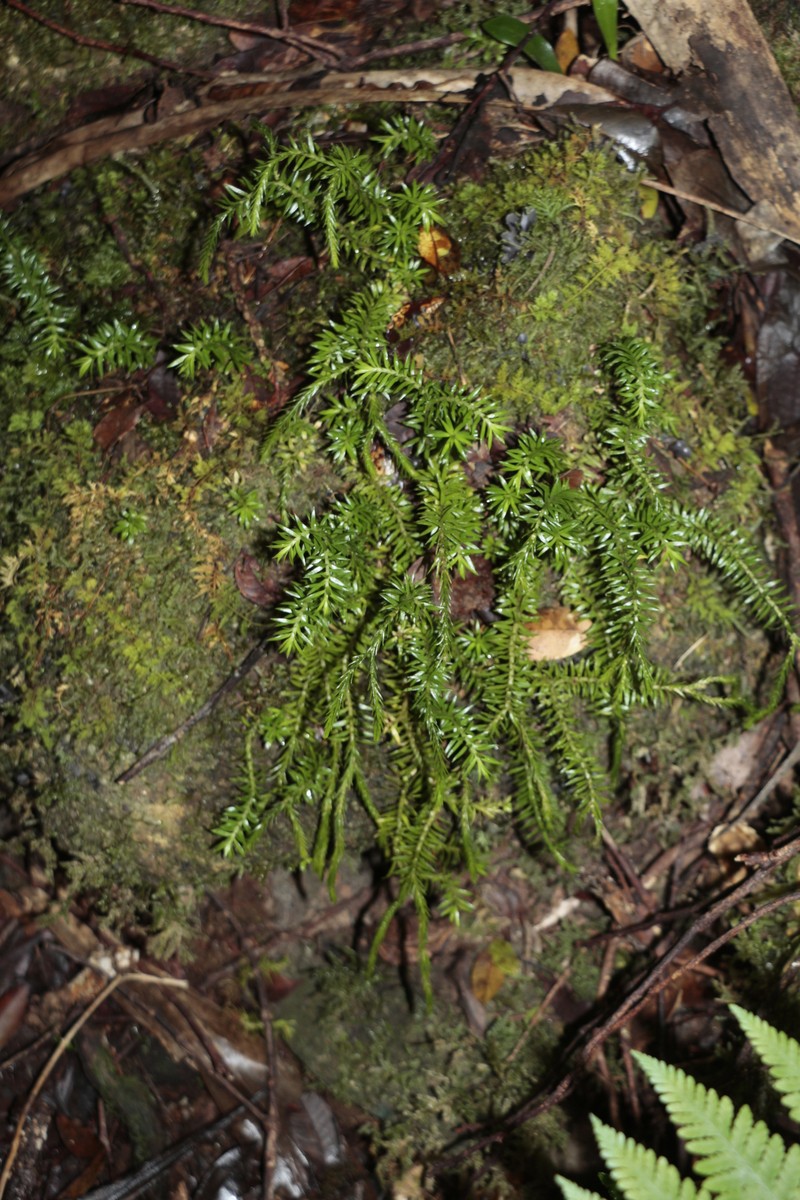 Huperzia pseudovaria photo 2