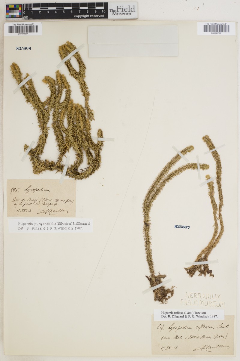 Huperzia pungentifolia