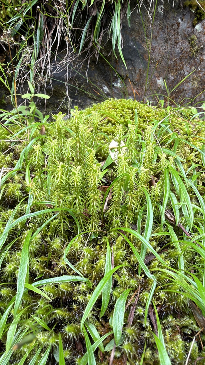 Huperzia quasipolytrichoides