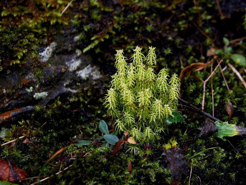 Huperzia quasipolytrichoides photo 2